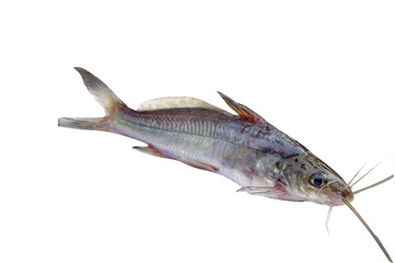 Tengra fish of Indian over on white background, Mystus fish in India.