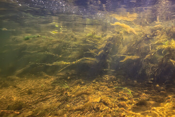 multicolored underwater landscape in the river, algae clear water, plants under water
