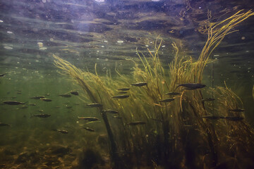 school of fish freshwater aquarium, background ecology fish underwater