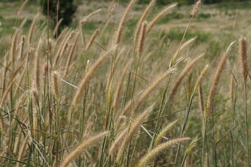 Fototapeta premium grassland field in the afternoon