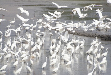 A flock of white egrets looking for food.