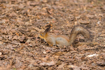 portrait of a squirrel
