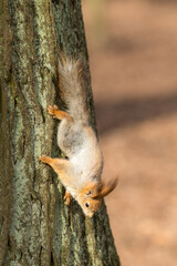 squirrel on a tree trunk