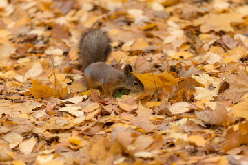 squirrel in the autumn park