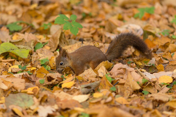 portrait of a squirrel