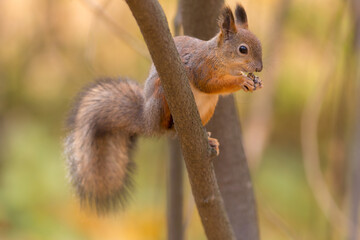 squirrel on a tree branch