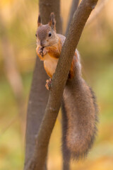portrait of a squirrel