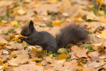 portrait of a black squirrel
