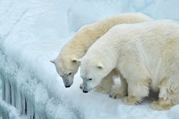 Fototapeta na wymiar Two polar bears are standing in the snow