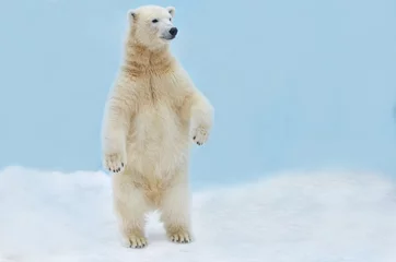  a polar bear stands on its hind legs © elizalebedewa