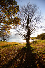 湖畔の樹木と朝日