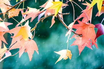 晩秋のにわか雨
