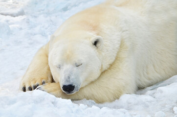 Fototapeta na wymiar Portrait of a sleeping polar bear