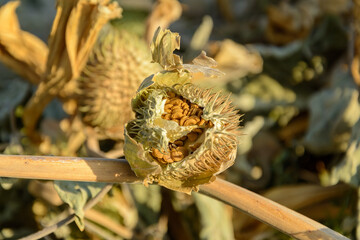 Pod and seeds of Jimson Weed or Datura stramonium, also known as Devil's snare, Thorn Apple, Devil's Trumpet, Angel Tulip, Hell's Bells or Datura in the garden with morning light on it