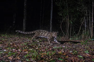 Plexiglas foto achterwand Clouded leopard in forest © forest71