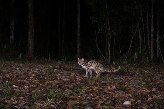 Leopard cat at the night in forest, Thailand
