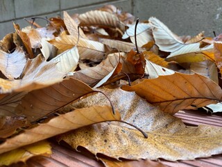 fallen autumn leaves