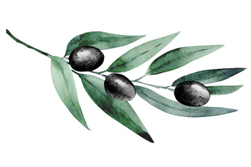 Watercolor black olive branch