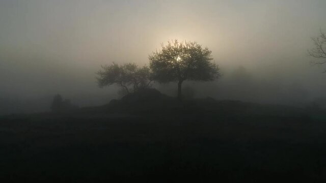 Lonely tree in the fog at dawn. Mystical ominous landscape