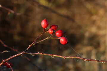 Rosehip fruits in autumn on a blurred background