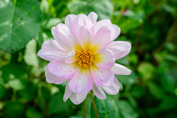 One beautiful large vivid pink magenta dahlia flower in full bloom on blurred green background, photographed with soft focus in a garden in a sunny summer day.