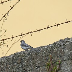 The white wagtail (Motacilla alba) is a small passerine bird in the family Motacillidae.