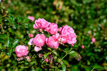 Large bush with many delicate fresh vivid pink magenta roses and green leaves in a garden in a sunny summer day, beautiful outdoor floral background photographed with soft focus.