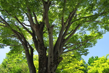 夏の公園の欅と青空