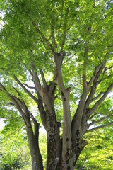 夏の公園の欅と青空