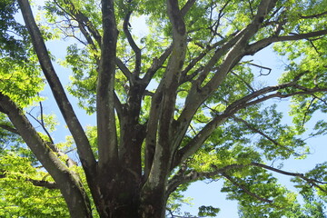 夏の公園の欅と青空