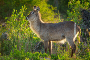 Waterbuck (Kobus ellipsiprymnus). Mpumalanga female. South Africa.