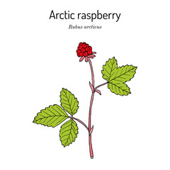 Arctic raspberry Rubus arcticus , medicinal plant
