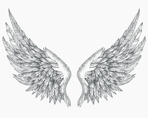 Wings illustration with engraving style concept
