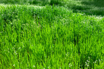 Natural background of green grass . Grassland in the spring