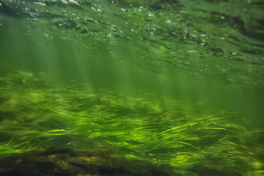 underwater fresh water green background with sun rays under, water