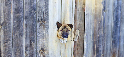 guard dog in dog house, security background