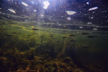 Fototapeta na wymiar fish underwater shoal, abstract background nature sea ocean ecosystem