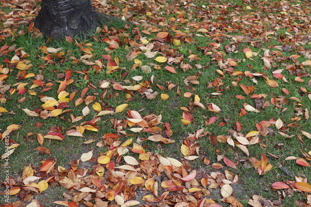 Wall mural autumn leaves background in the park