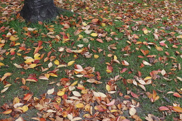  Autumn leaves background in the park