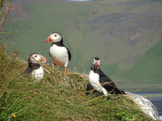 Grupo de frailecillos islandeses.