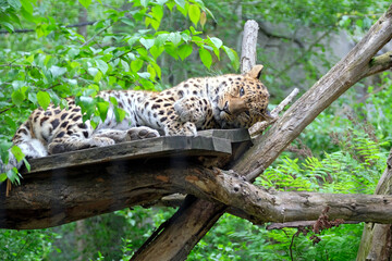 Amurleopard ( Panthera pardus orientalis ).