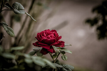赤いバラ