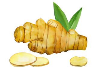 Ginger on isolated white background, watercolor illustration