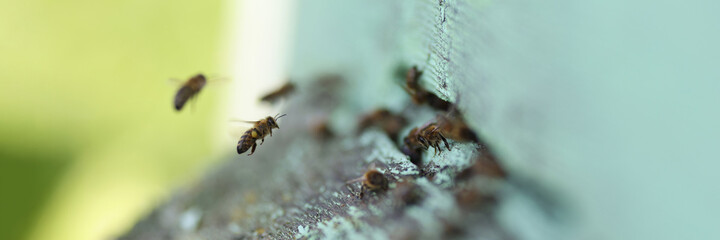 Swarm of bees flying into their wooden hive closeup