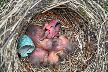 Gelege einer Amsel ( Turdus merula ) oder Schwarzdrossel. Vier geschlüpfte Küken.