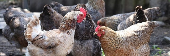 Many multicolored domestic chickens on rural farm