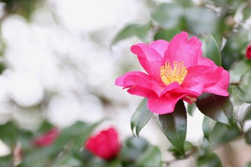 Fototapeta na wymiar ピンク色の山茶花の花