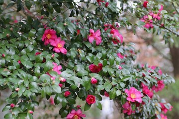 ピンク色の山茶花の花