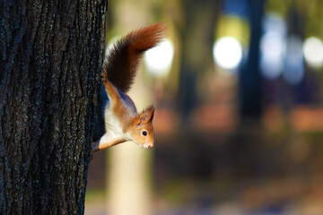 Red squirrel peeking out from behind a tree - obrazy, fototapety, plakaty