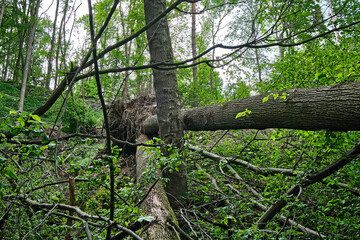Wind- und Schneesch&auml;den in einem Wald.